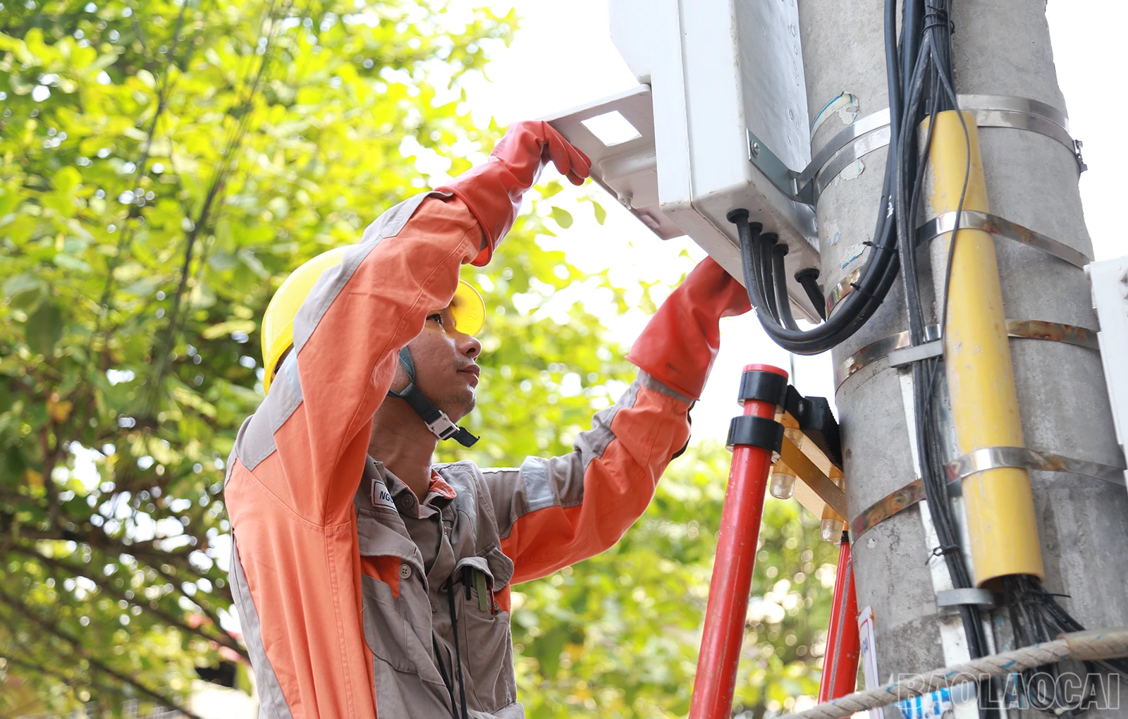 baolaocai_ct (1).JPG