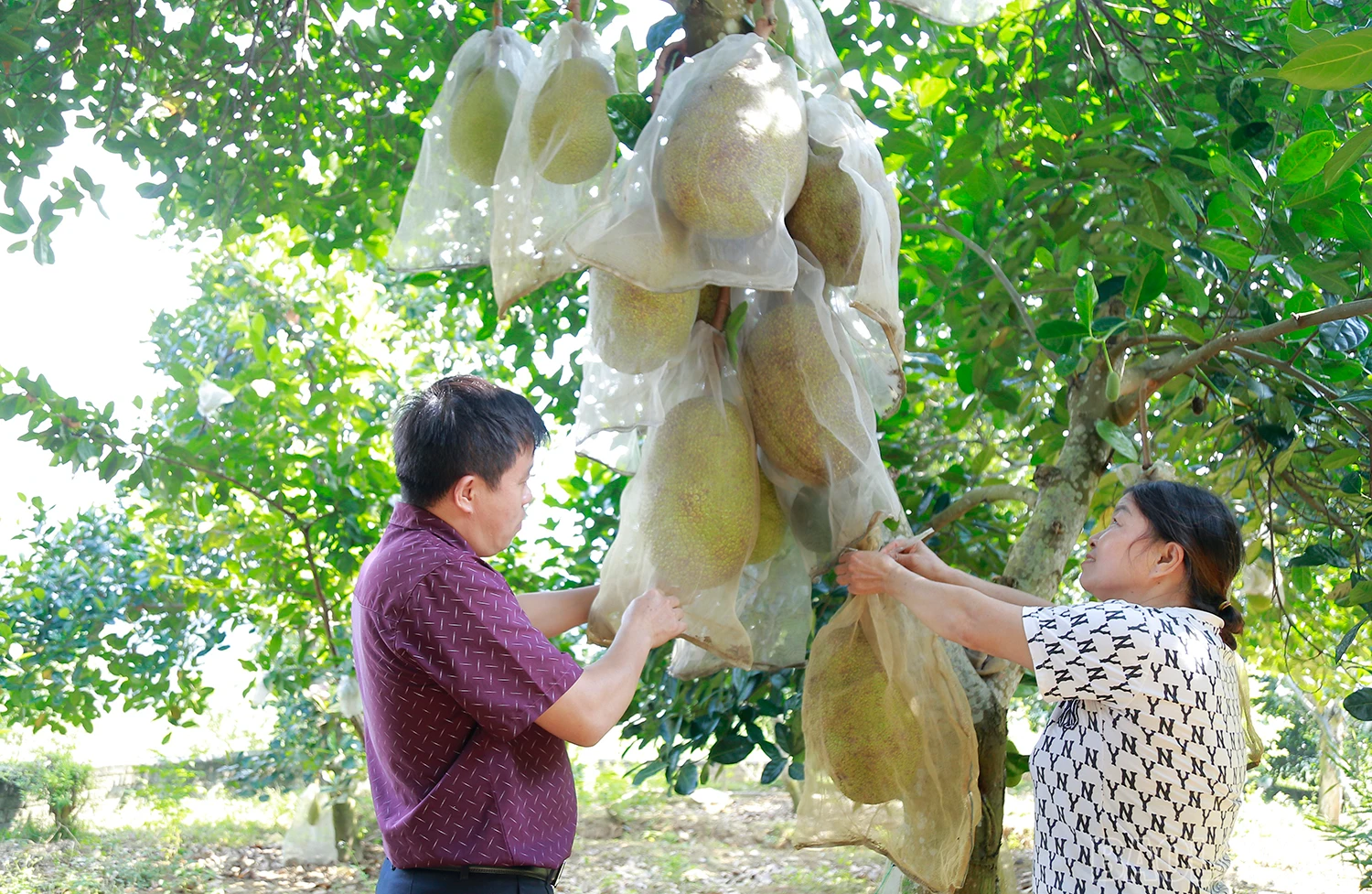 baolaocai_tanttien (1).JPG