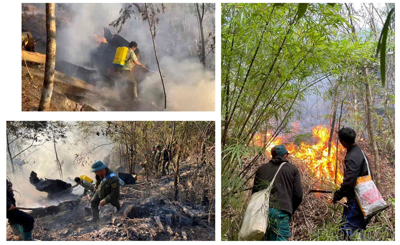 baolaocai_cc (13).jpg