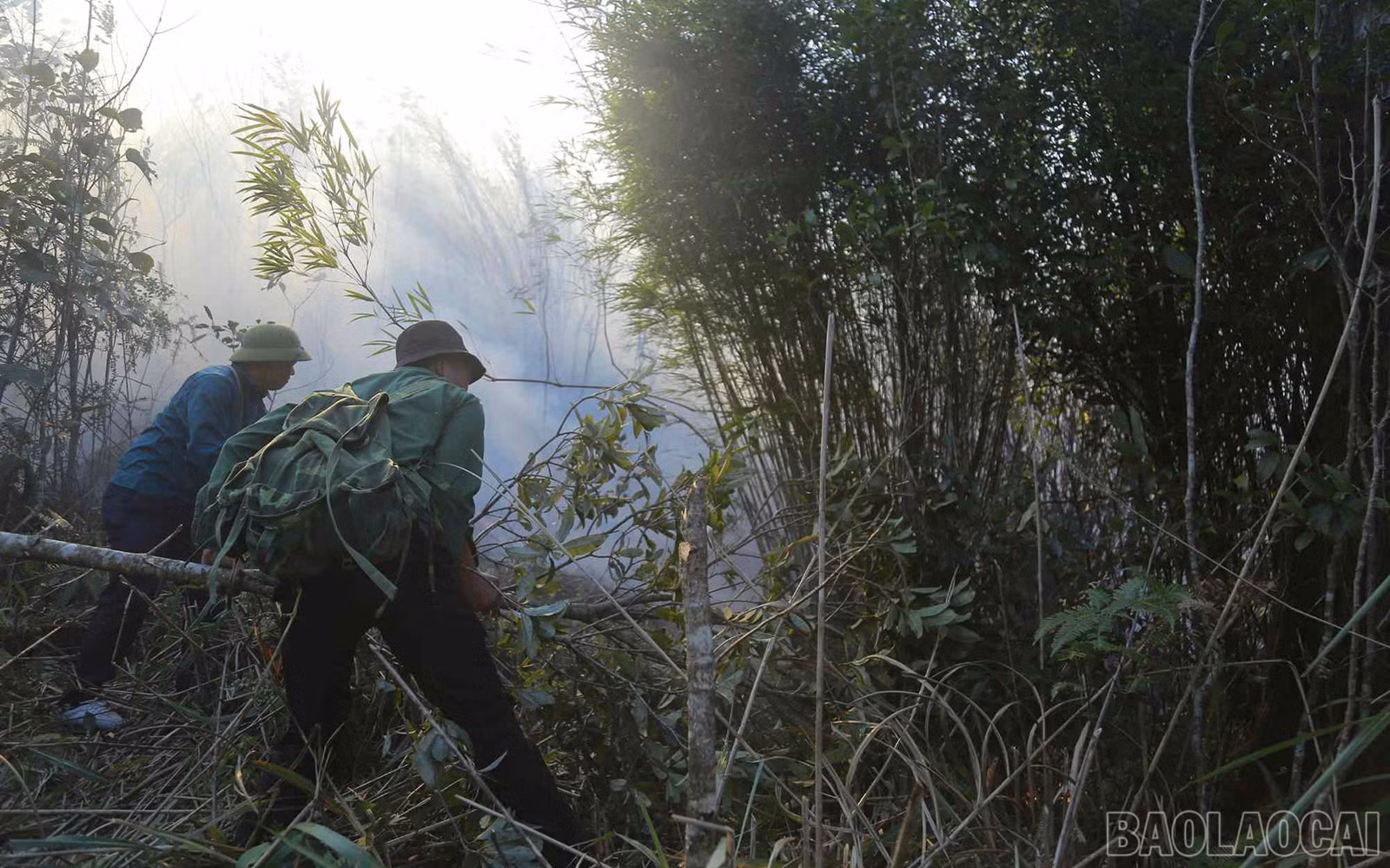 baolaocai_cc (8).jpg