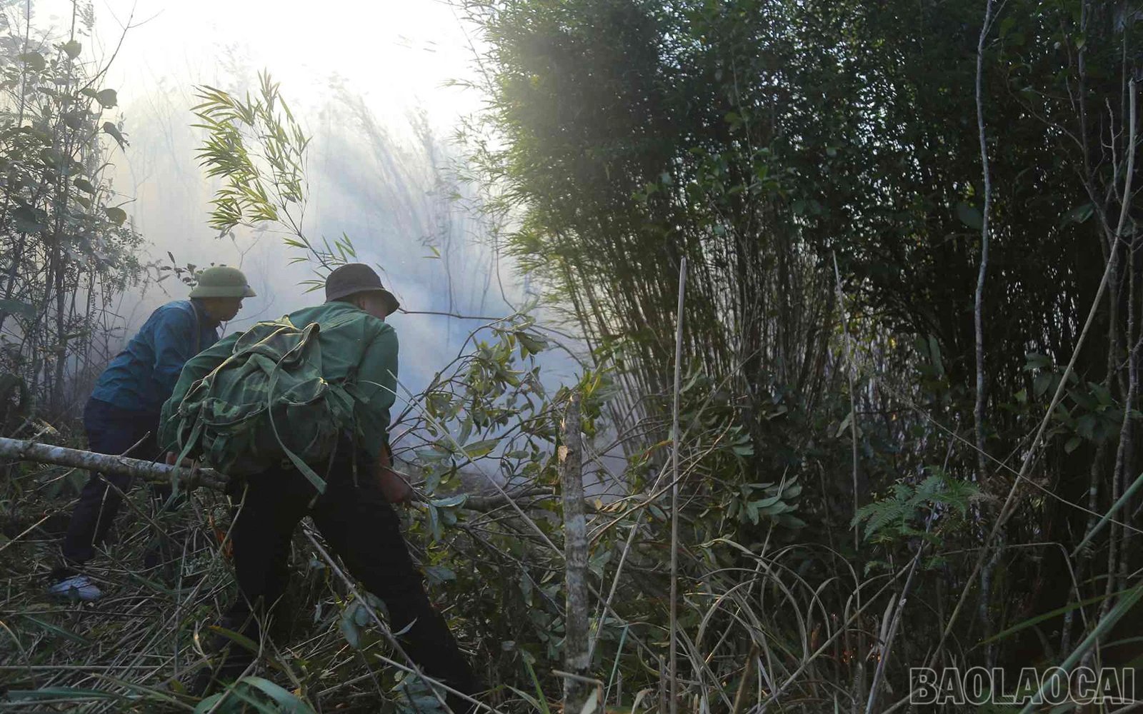 baolaocai_cc (8).jpg