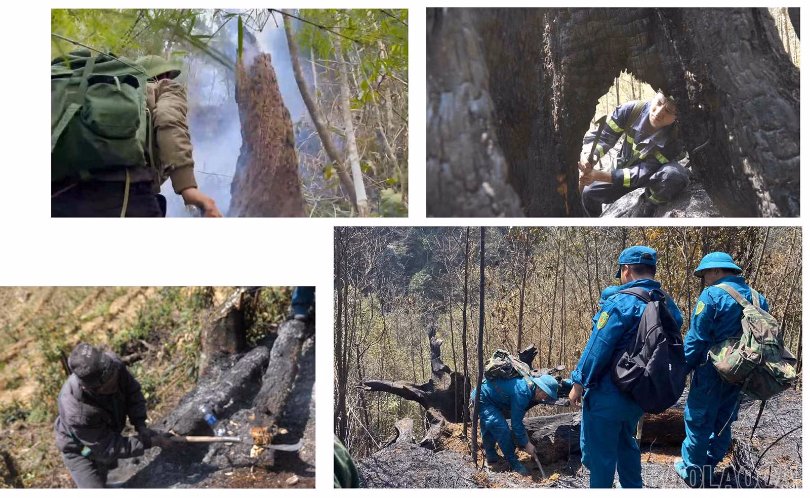 baolaocai_cc (15).jpg