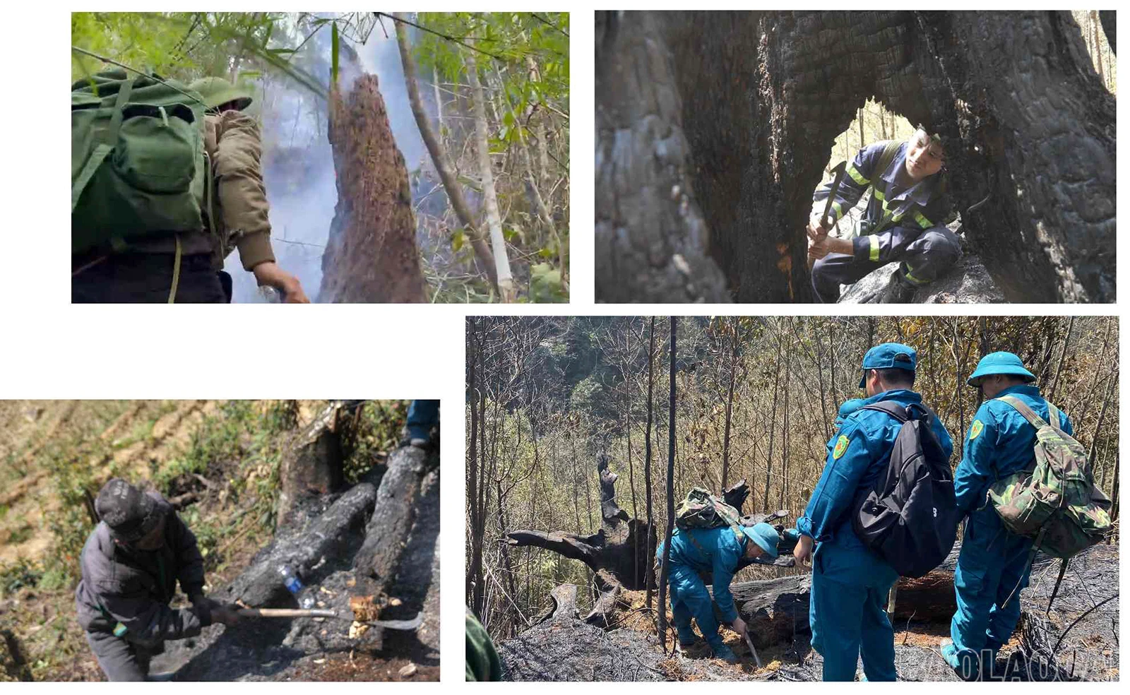 baolaocai_cc (15).jpg