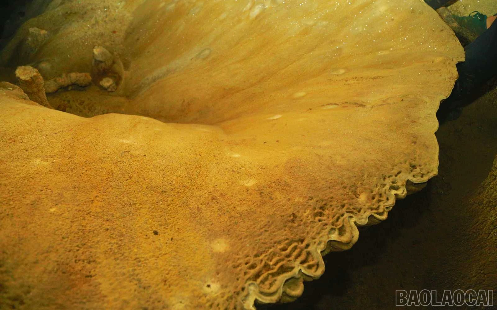 baolaocai_tt (9).jpg