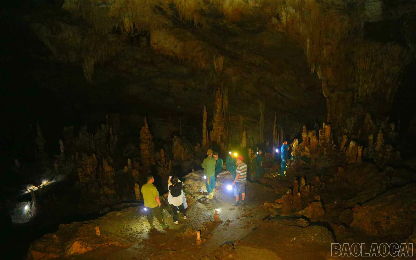 baolaocai_tt (13).jpg