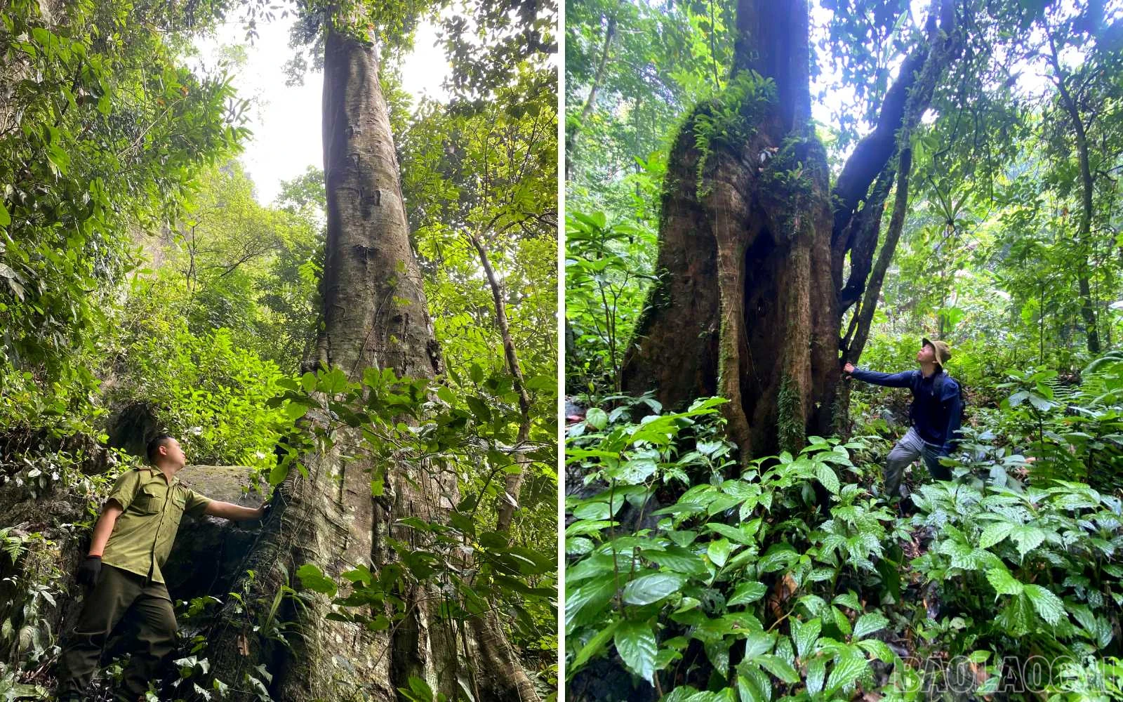 baolaocai_tt (3).jpg