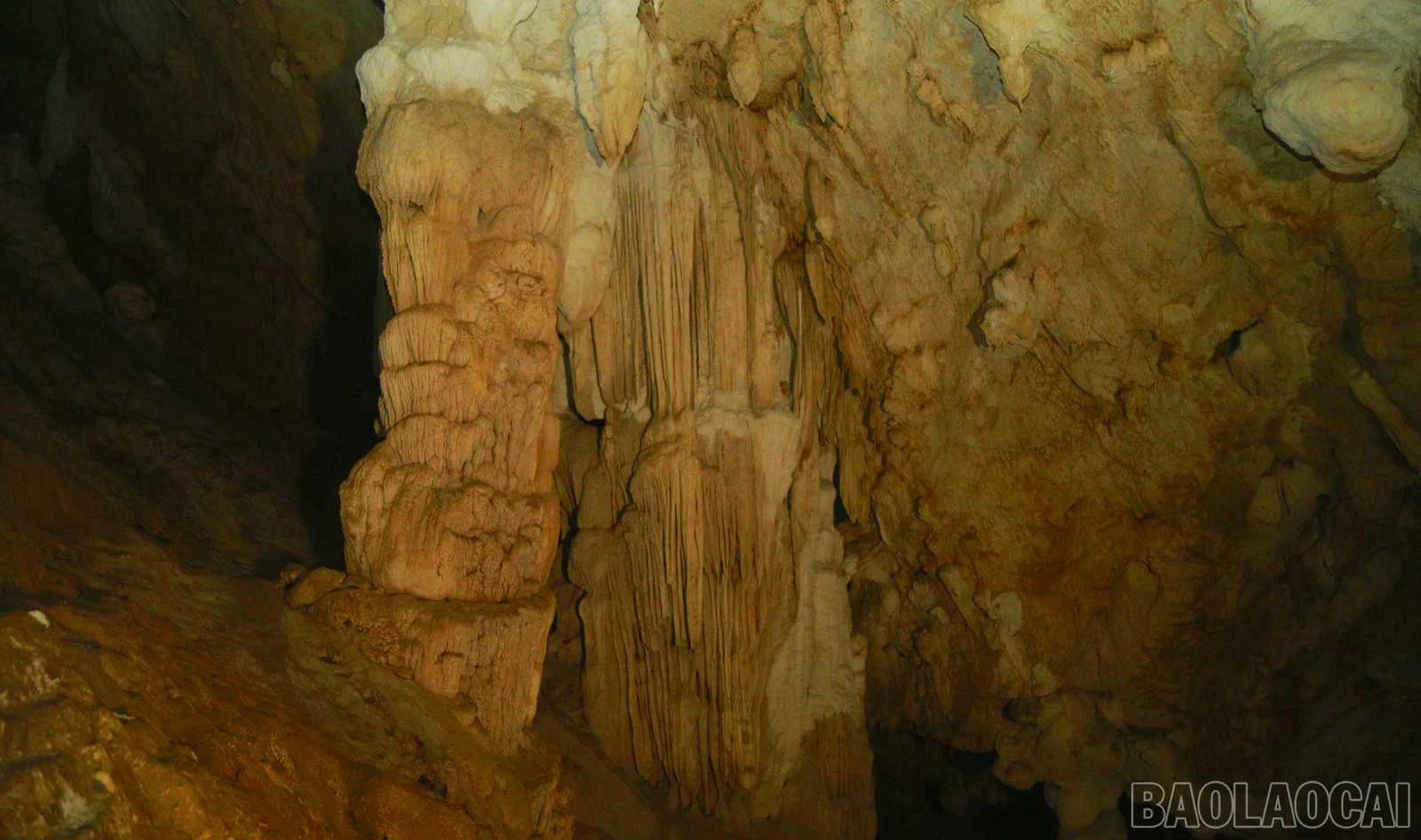 baolaocai_tt (10).jpg