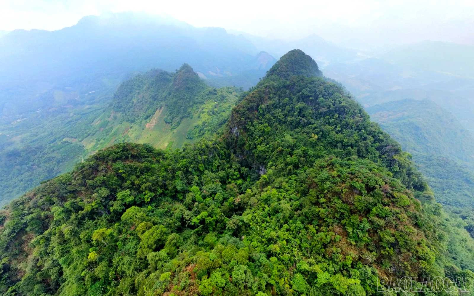 baolaocai_tt (1).jpg