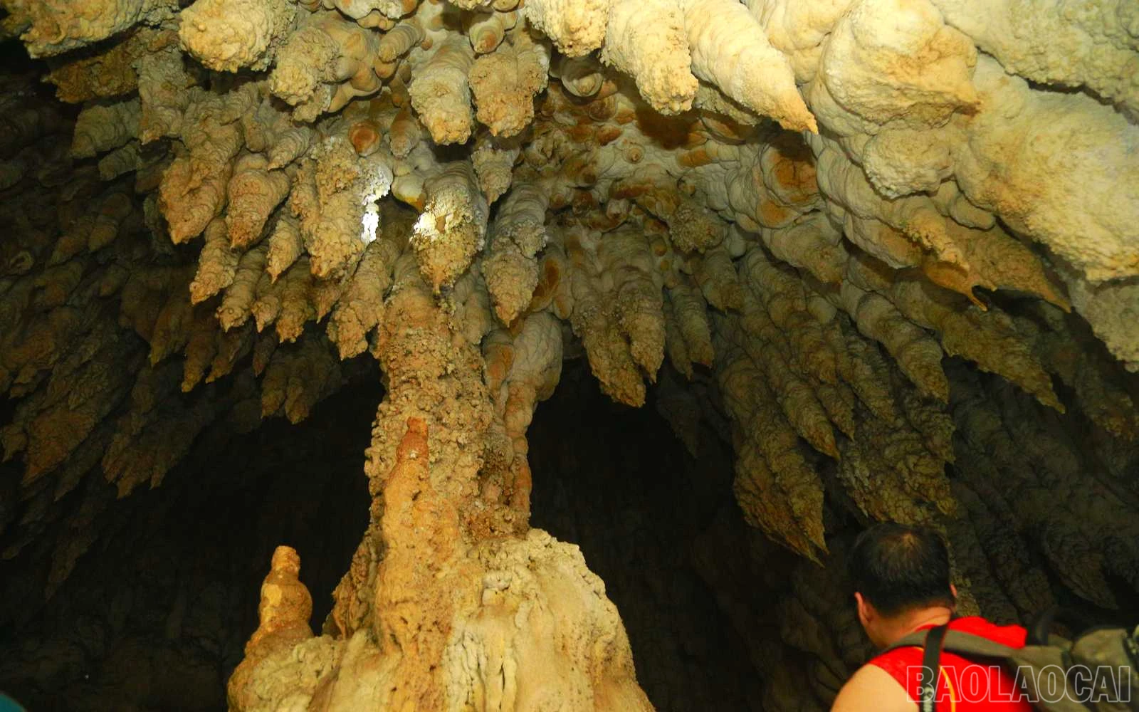 baolaocai_tt (15).jpg