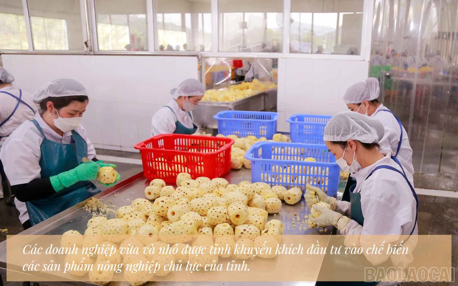 baolaocai_vvn (7).jpg