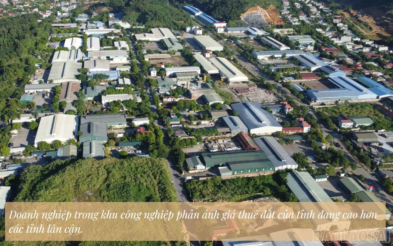 baolaocai_vvn (3).jpg