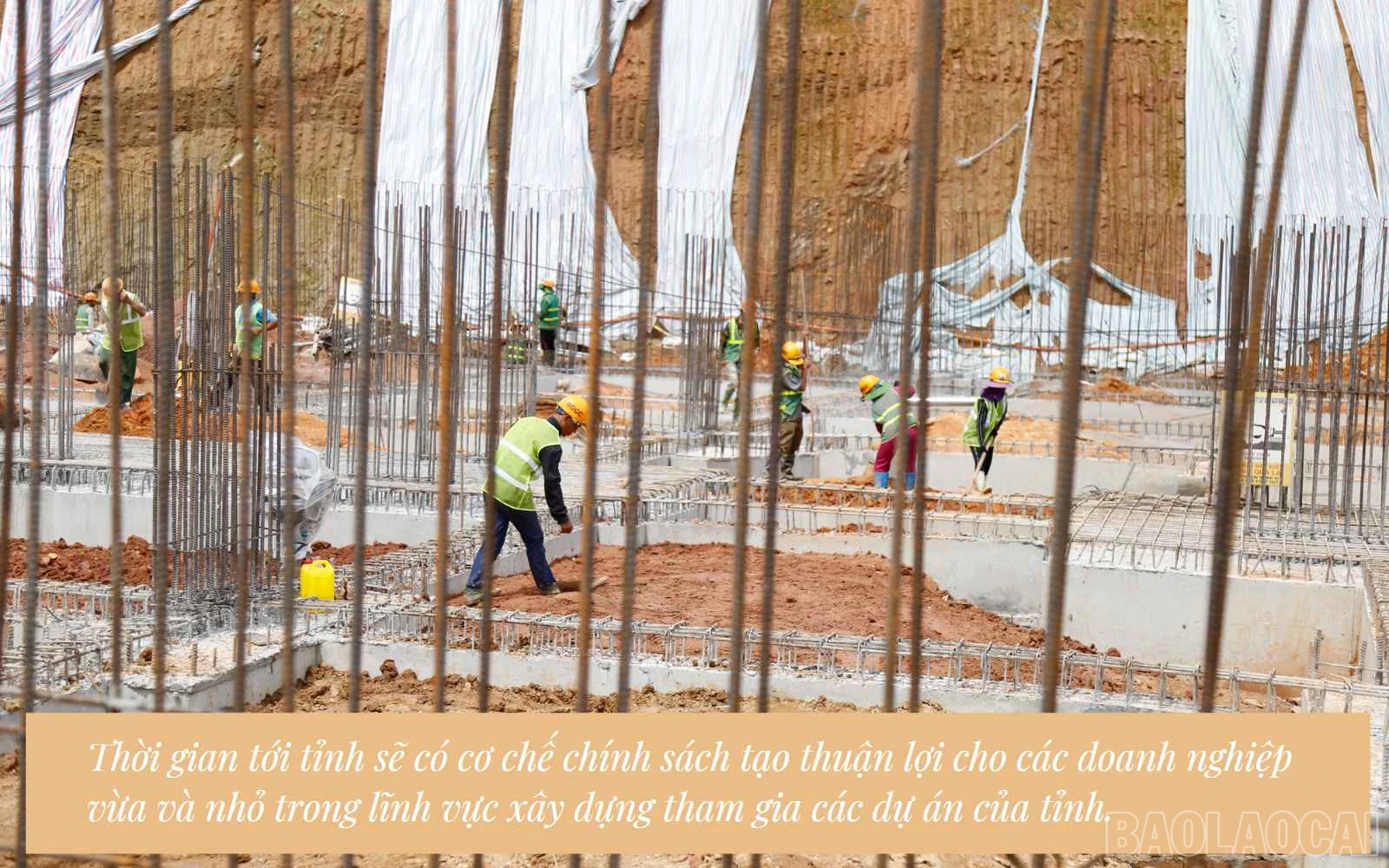 baolaocai_vvn (6).jpg