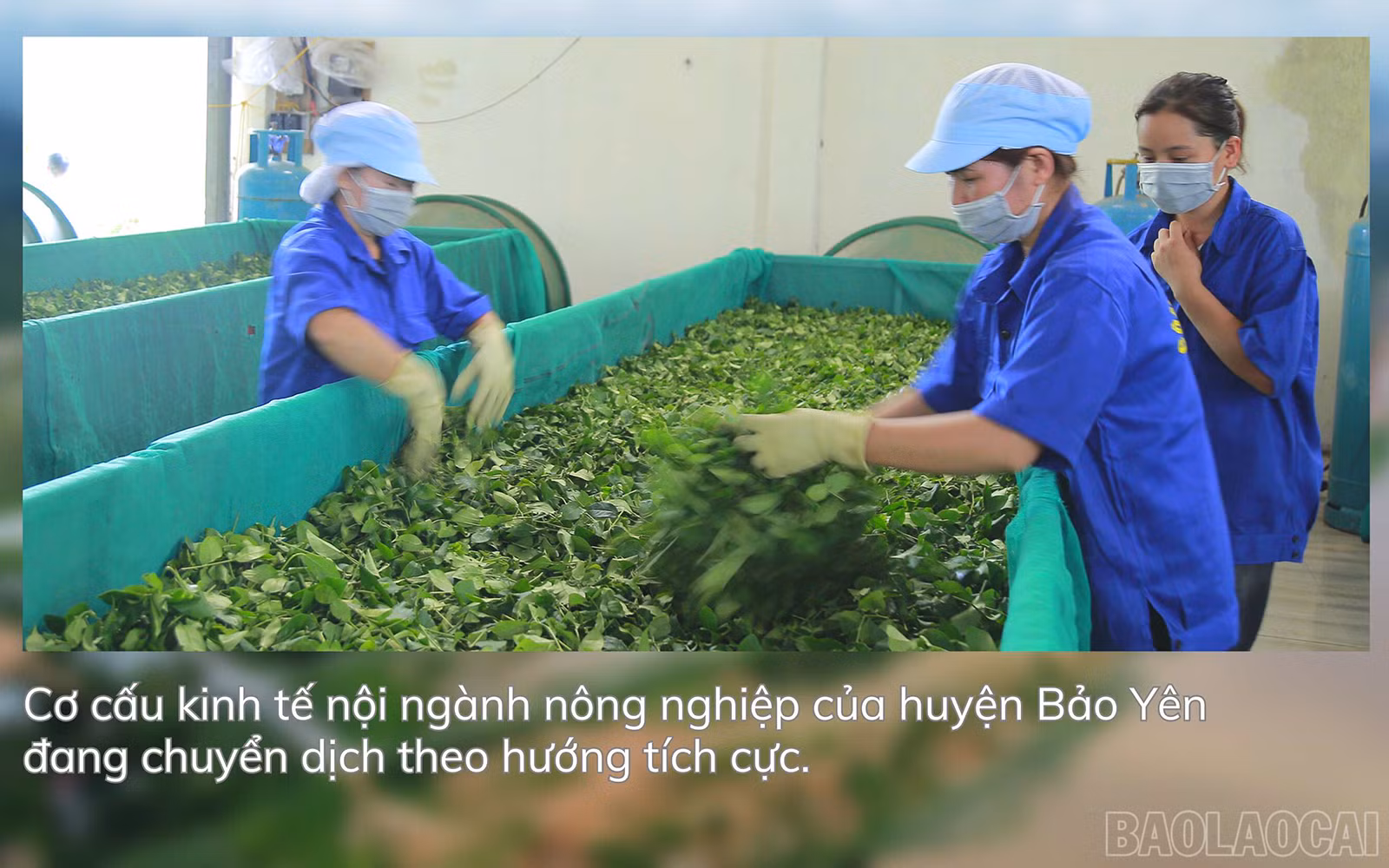 baolaocai_by (3).jpg