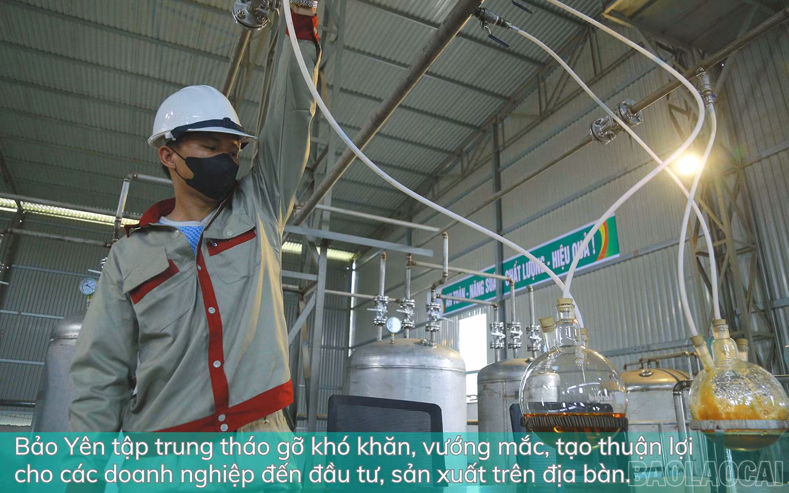 baolaocai_bys (2).jpg