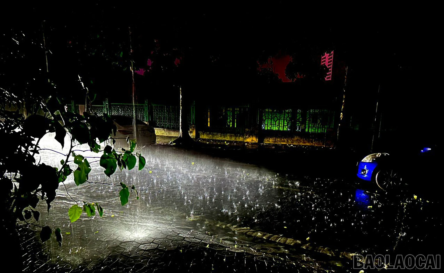 baolaocai_md (2).JPG