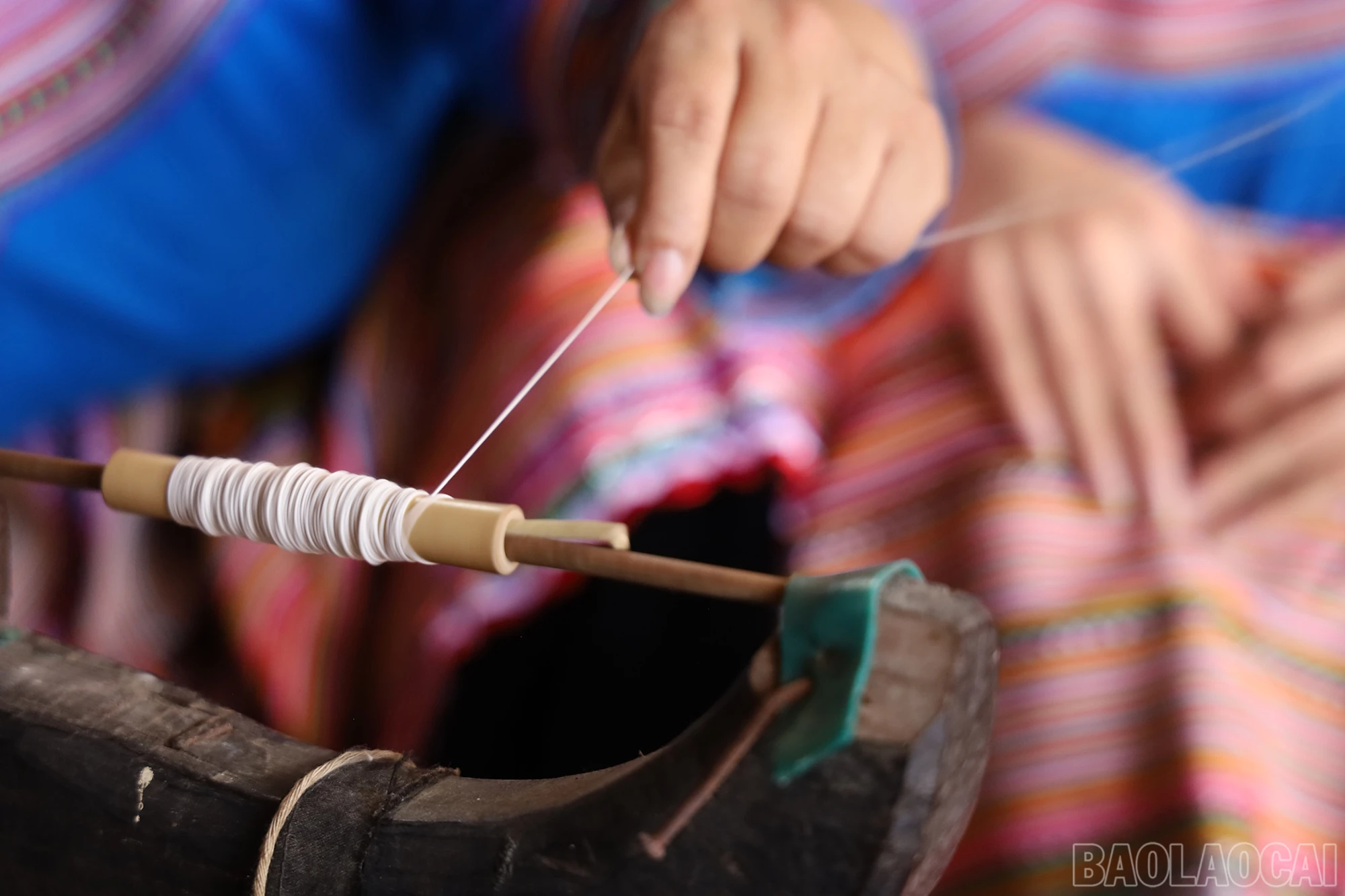 baolaocai_tgp (6).JPG