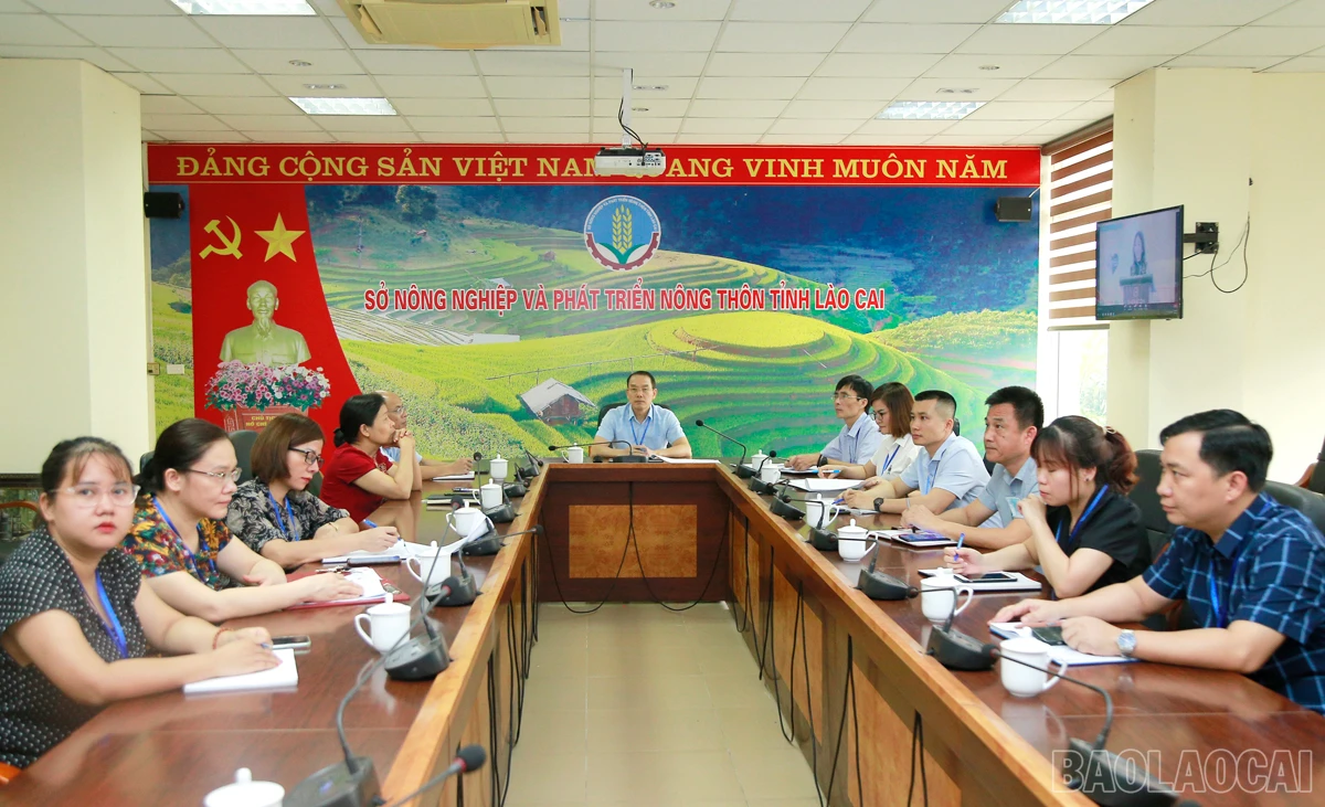 baolaocai_nn (1).JPG