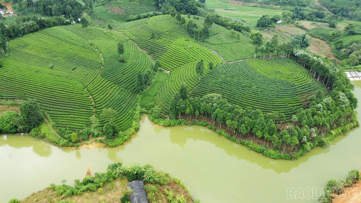 baolaocai_nn (2).JPG