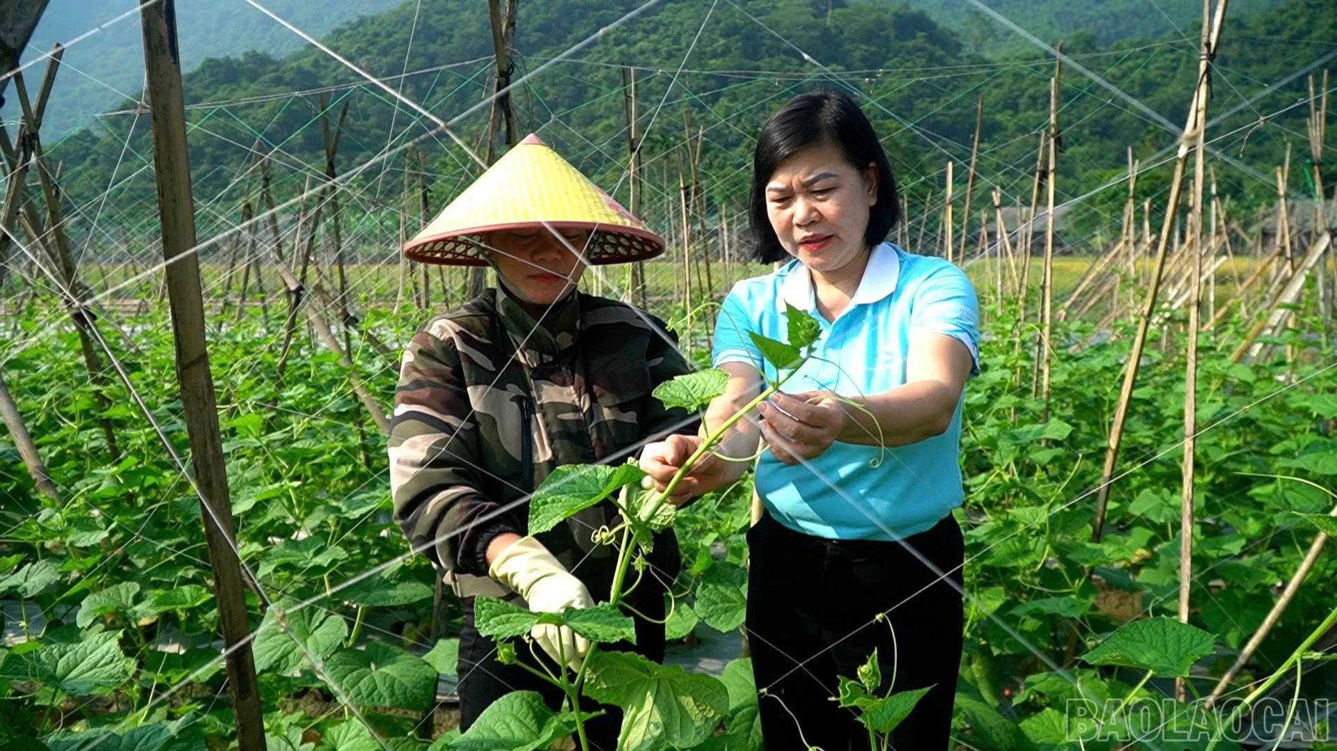 baolaocai-br_rau-lyen-1704.jpg