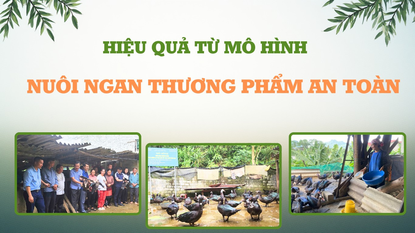 Hiệu quả từ mô hình nuôi ngan thương phẩm an toàn