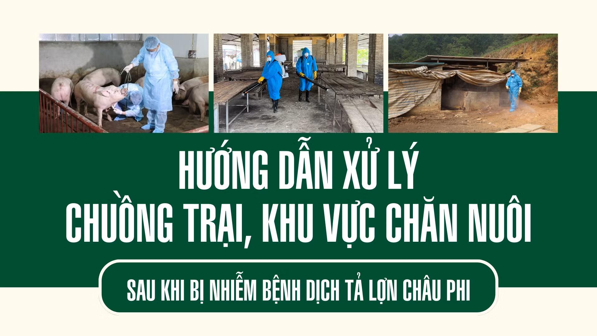 Hướng dẫn xử lý chuồng trại, khu vực chăn nuôi sau khi bị nhiễm bệnh dịch tả lợn châu Phi