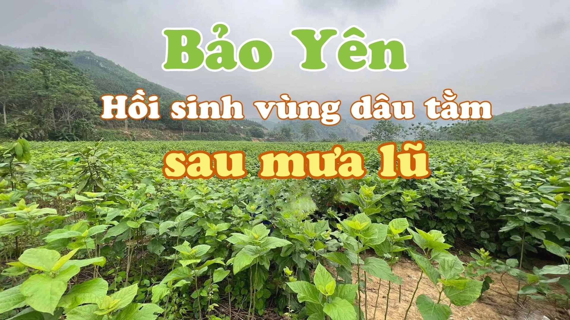 Bảo Yên: Hồi sinh vùng dâu tằm sau mưa lũ