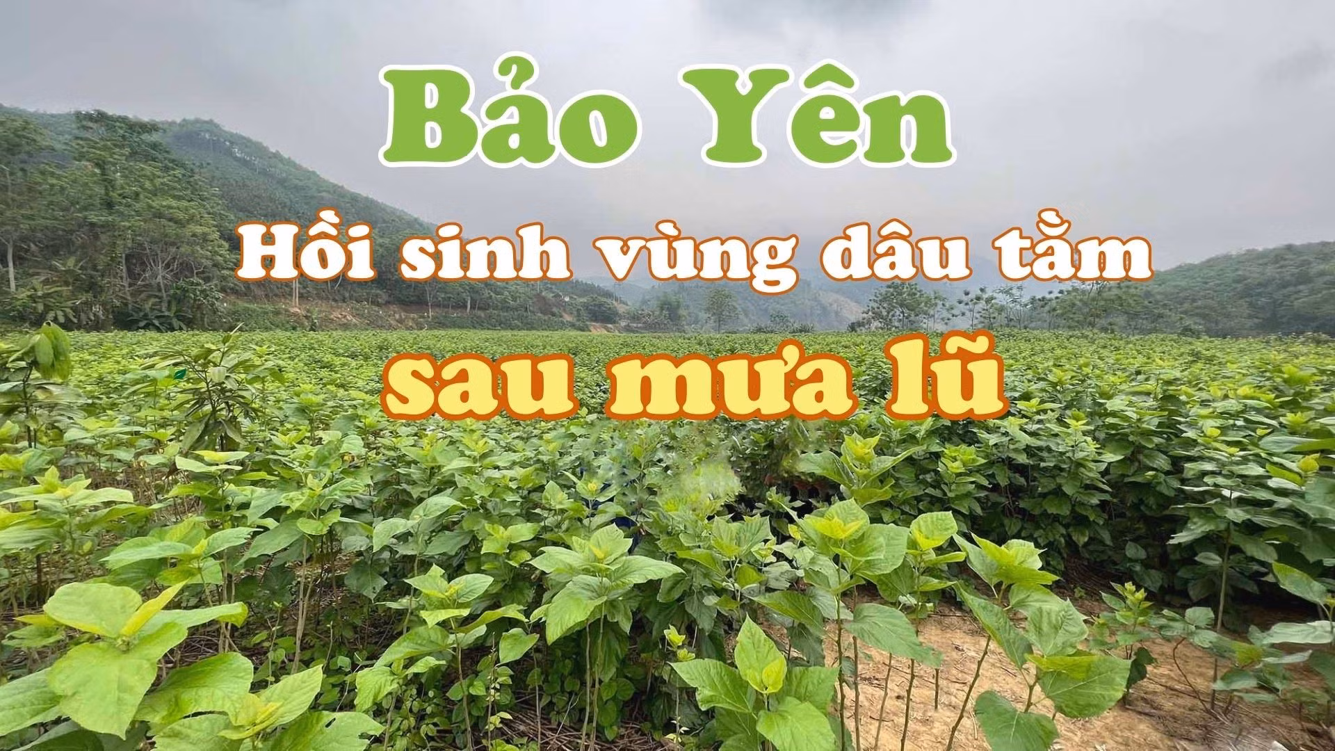 Bảo Yên: Hồi sinh vùng dâu tằm sau mưa lũ