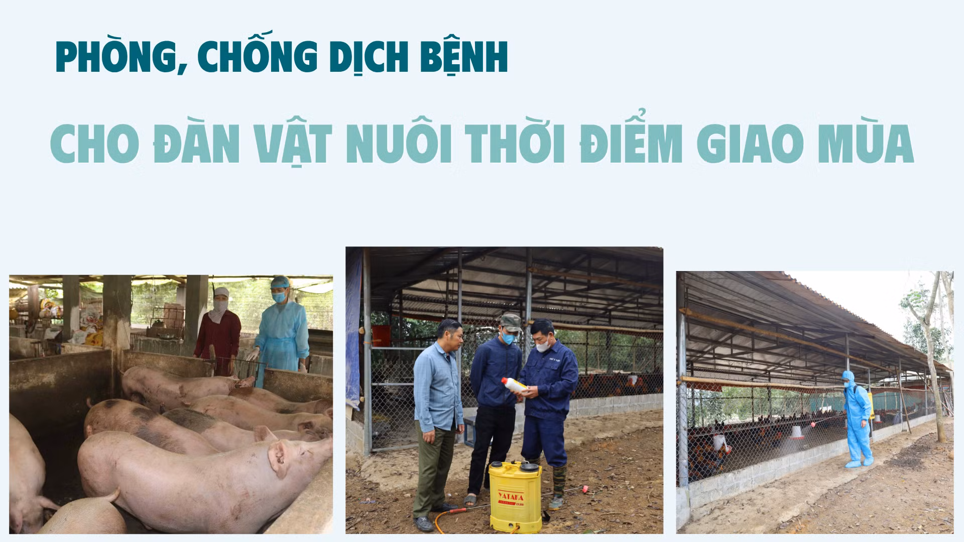 Phòng, chống dịch bệnh cho đàn vật nuôi thời điểm giao mùa
