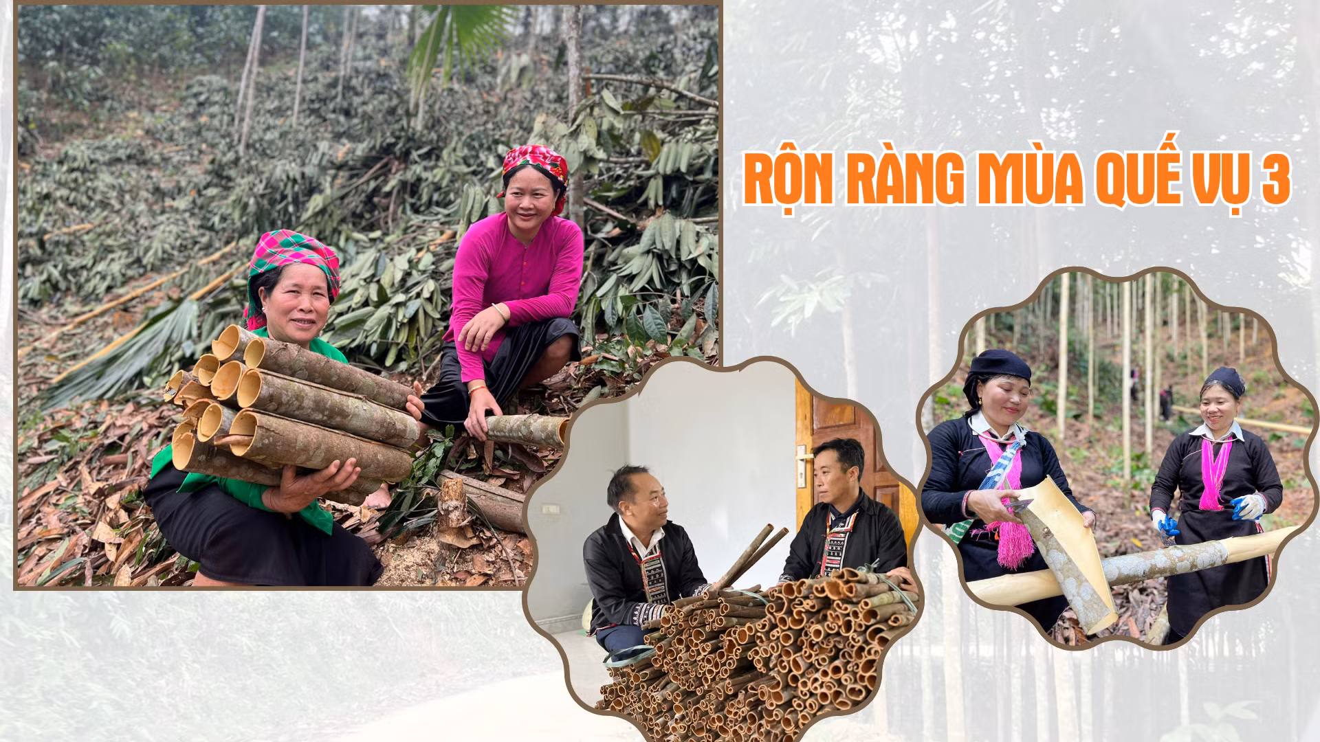 Rộn ràng mùa quế vụ 3
