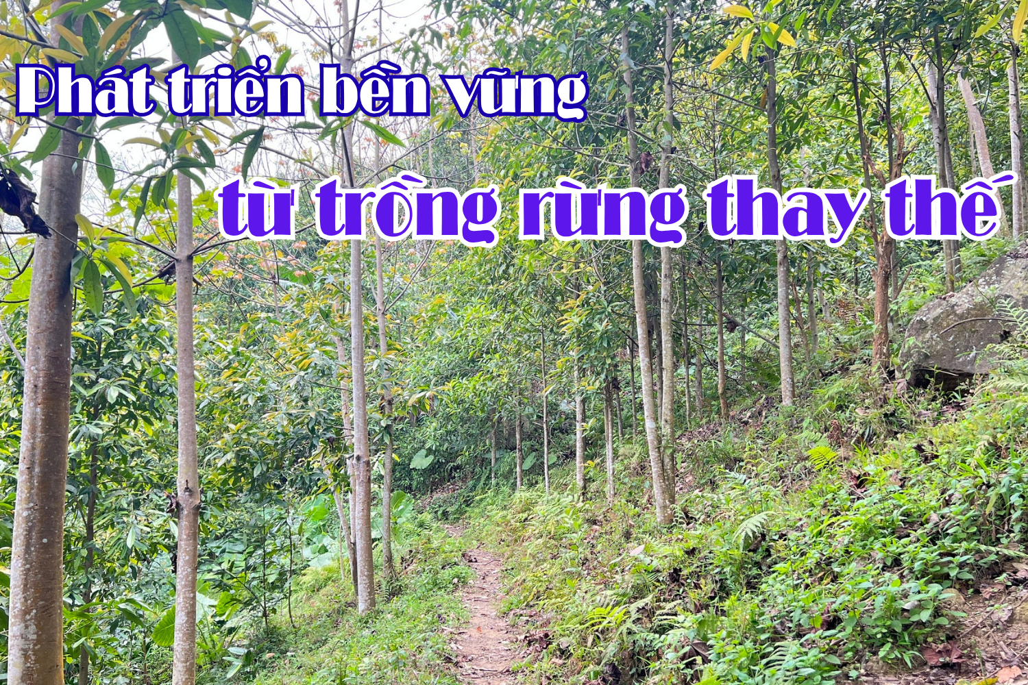 Phát triển bền vững từ trồng rừng thay thế