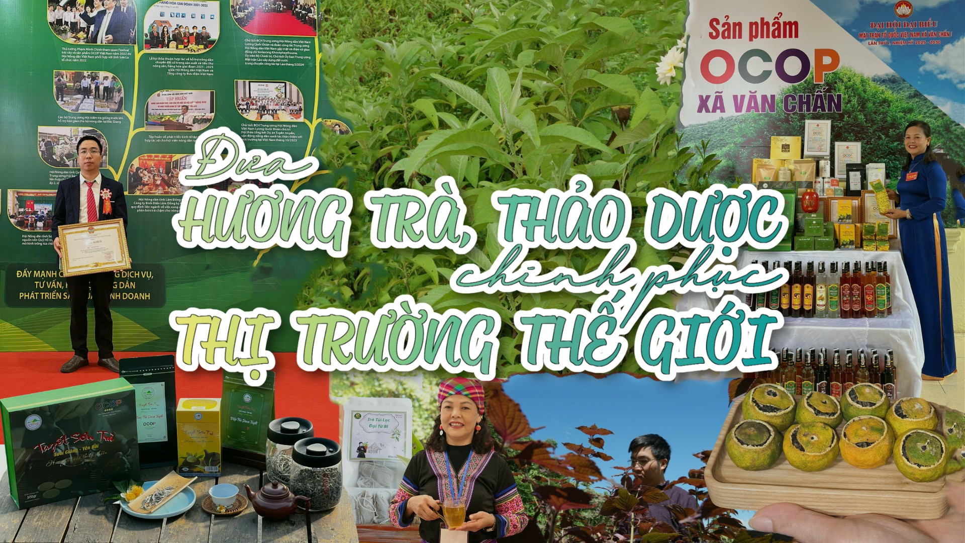 Đưa hương trà, thảo dược chinh phục thị trường thế giới