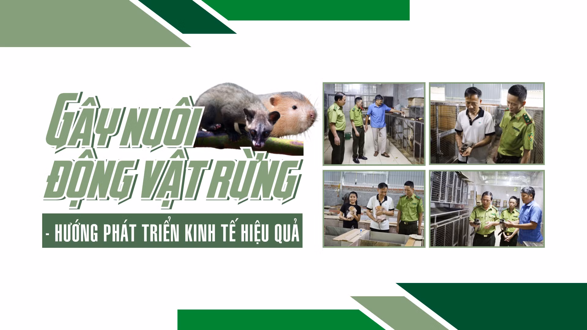 Gây nuôi động vật rừng - hướng phát triển kinh tế hiệu quả