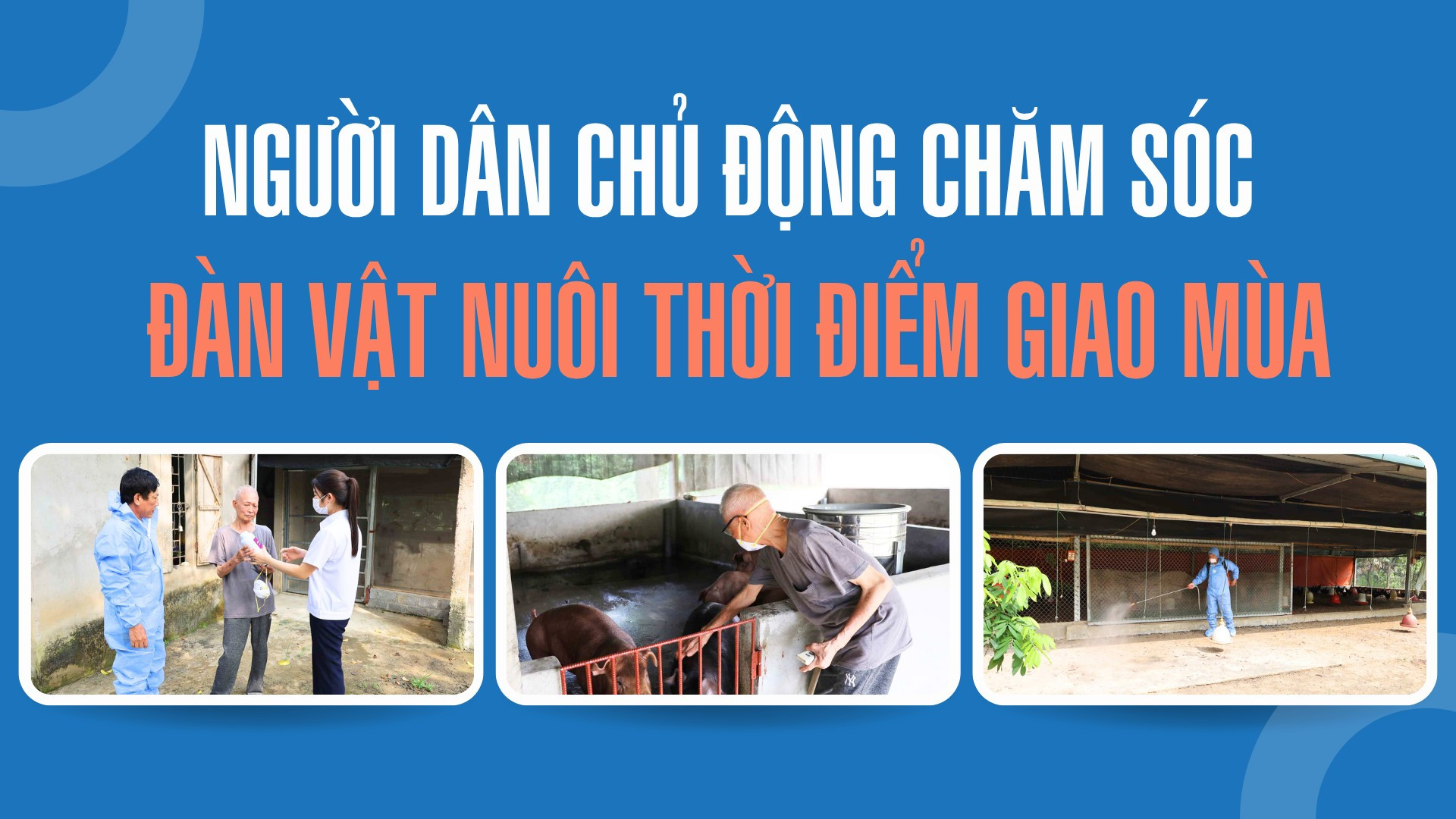 Người dân chủ động chăm sóc đàn vật nuôi thời điểm giao mùa