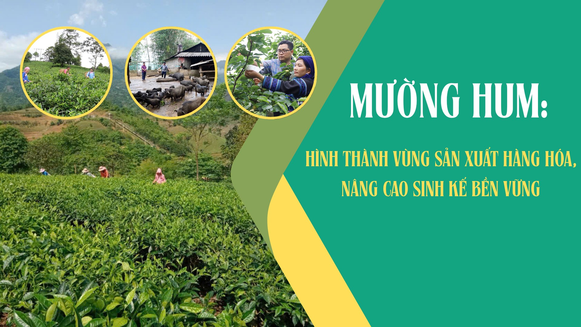 Mường Hum: Hình thành vùng sản xuất hàng hóa, nâng cao sinh kế bền vững