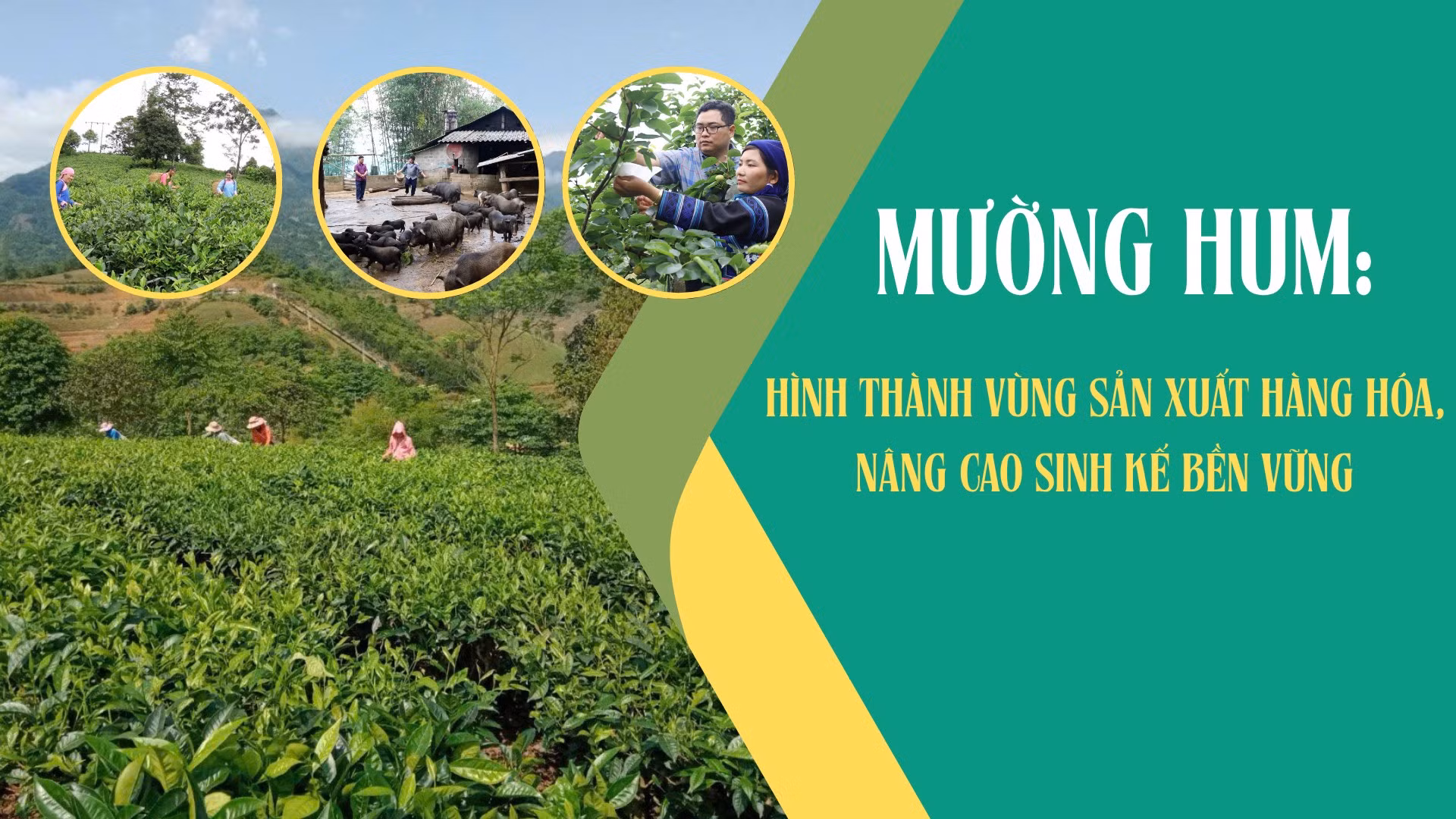 Mường Hum: Hình thành vùng sản xuất hàng hóa, nâng cao sinh kế bền vững