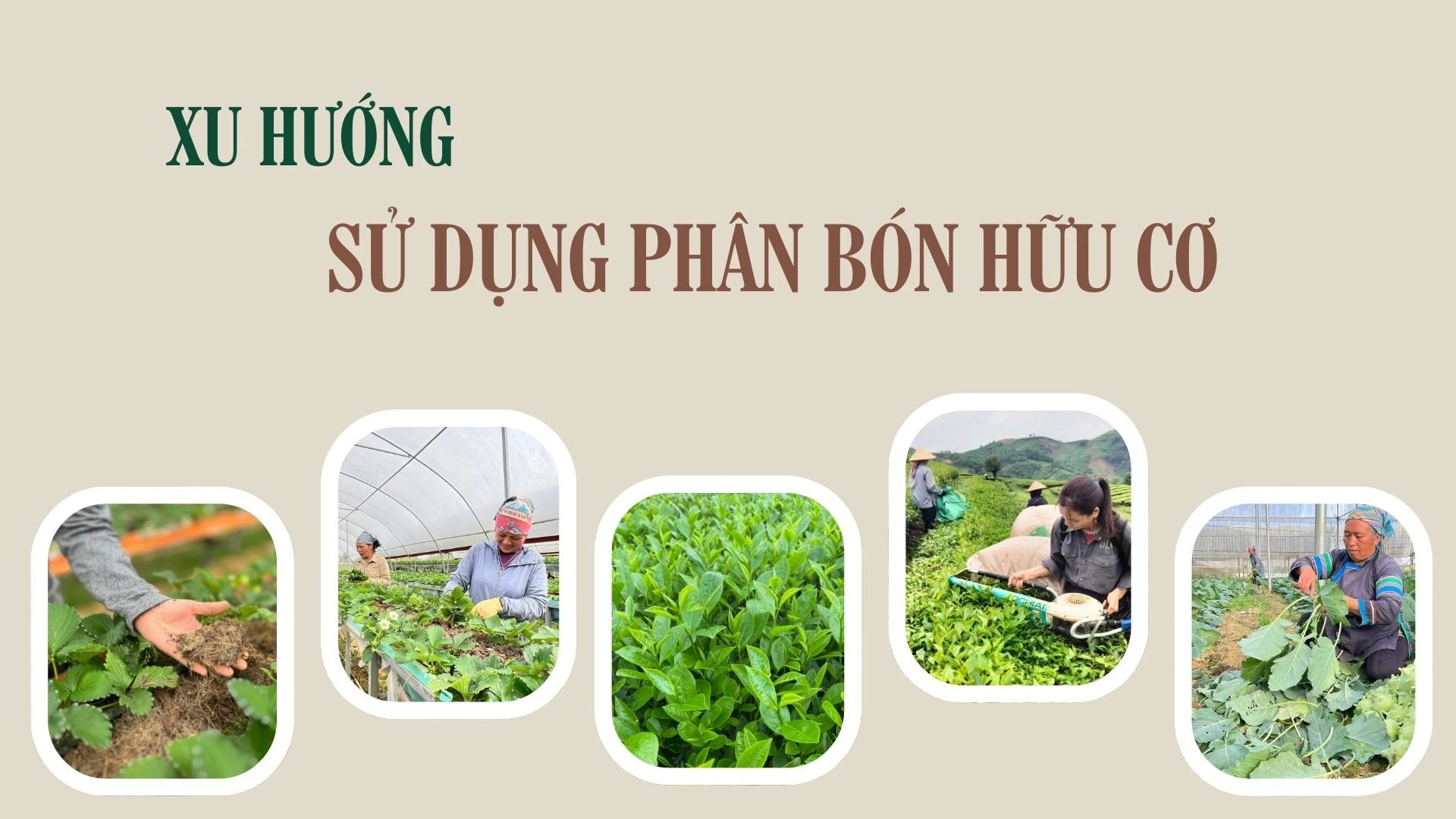 Xu hướng sử dụng phân bón hữu cơ