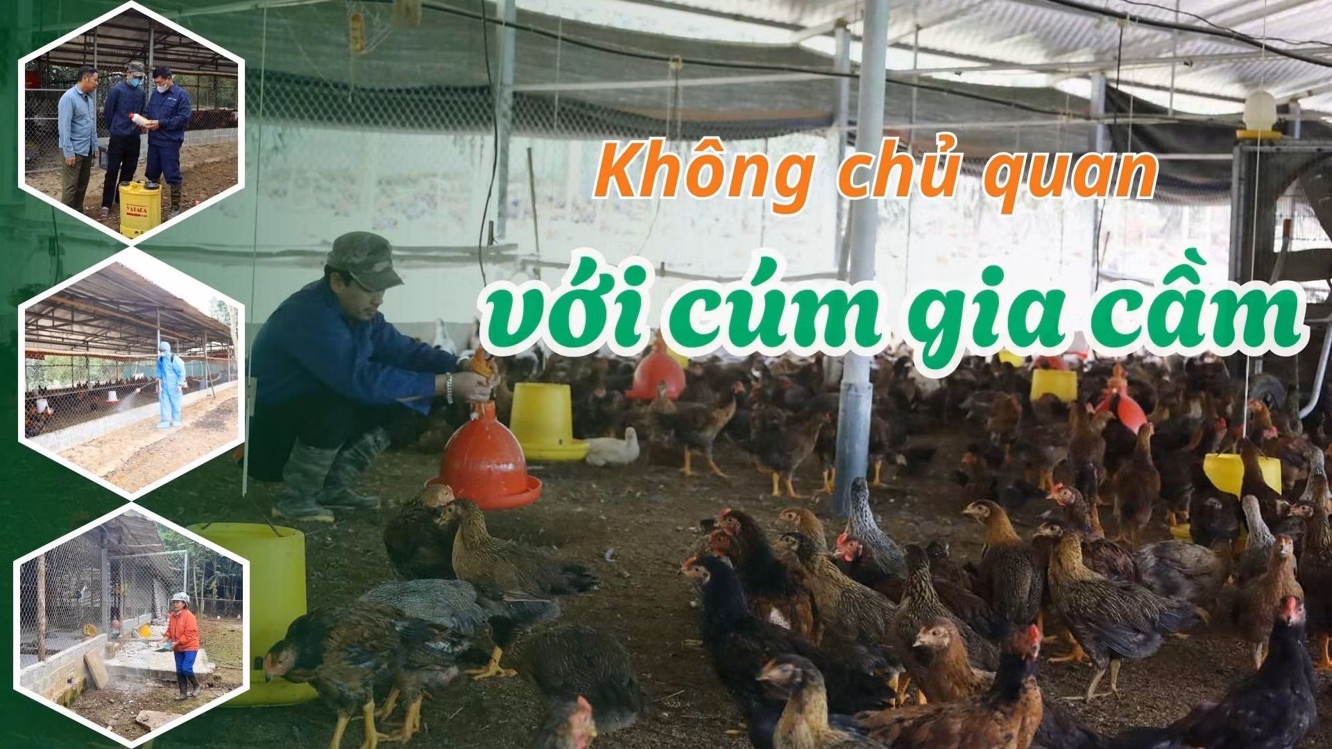 Không chủ quan với cúm gia cầm