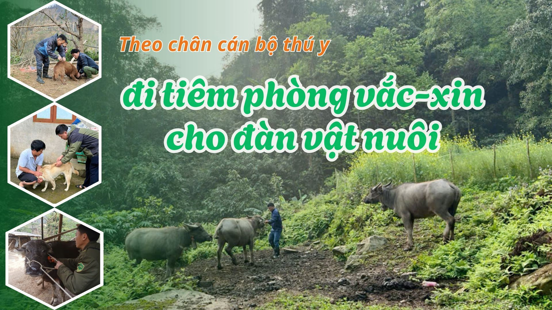 Theo chân cán bộ thú y đi tiêm phòng vắc-xin cho đàn vật nuôi