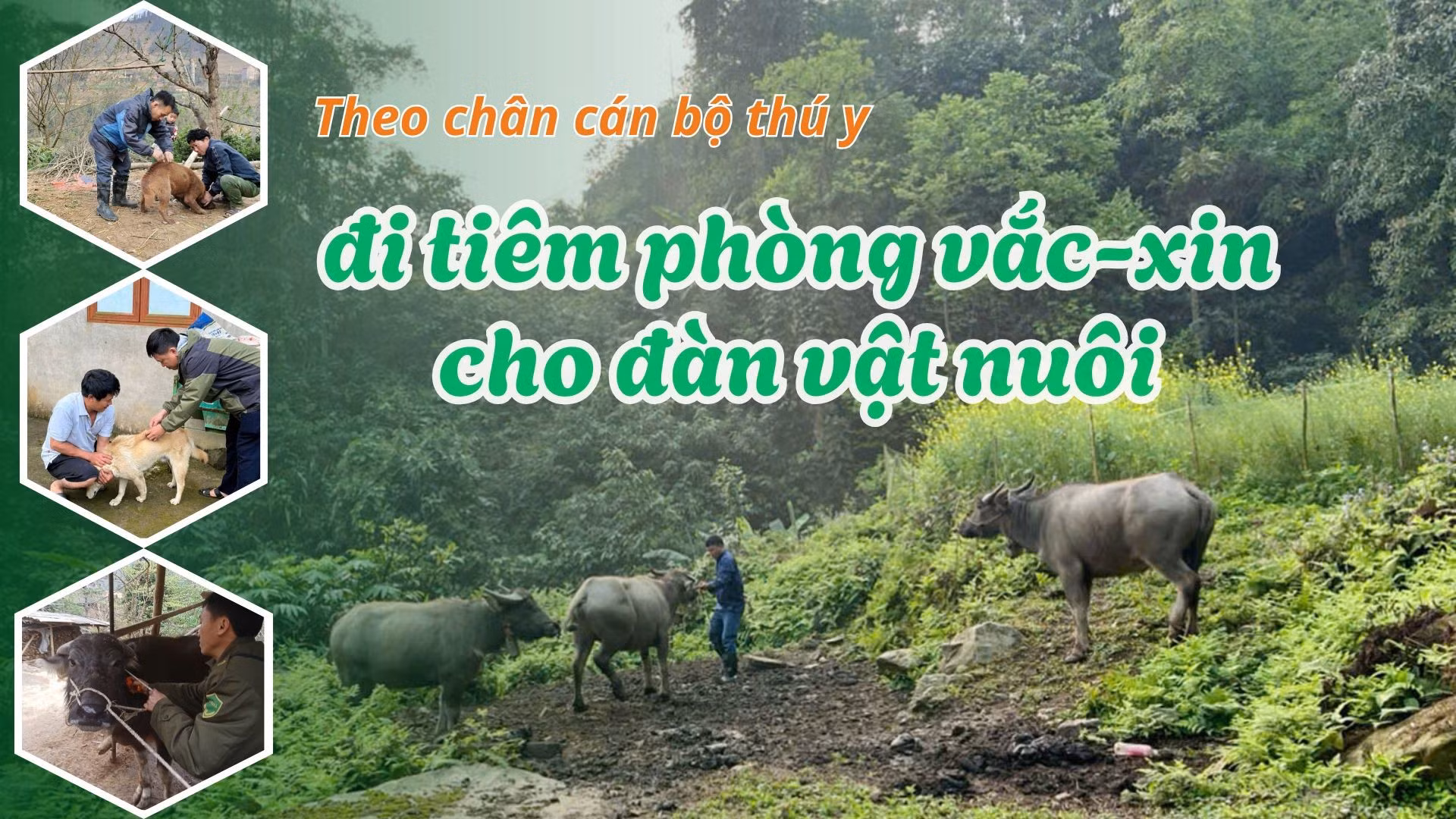 Theo chân cán bộ thú y đi tiêm phòng vắc-xin cho đàn vật nuôi