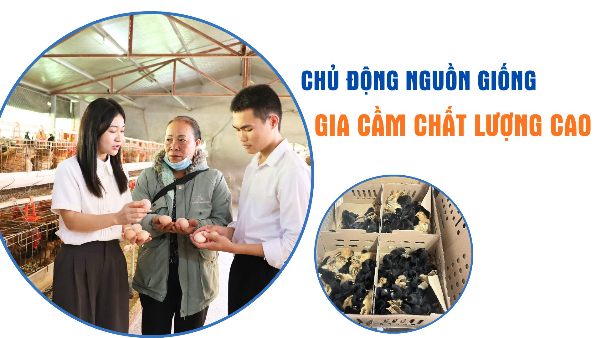 Chủ động nguồn giống gia cầm chất lượng cao