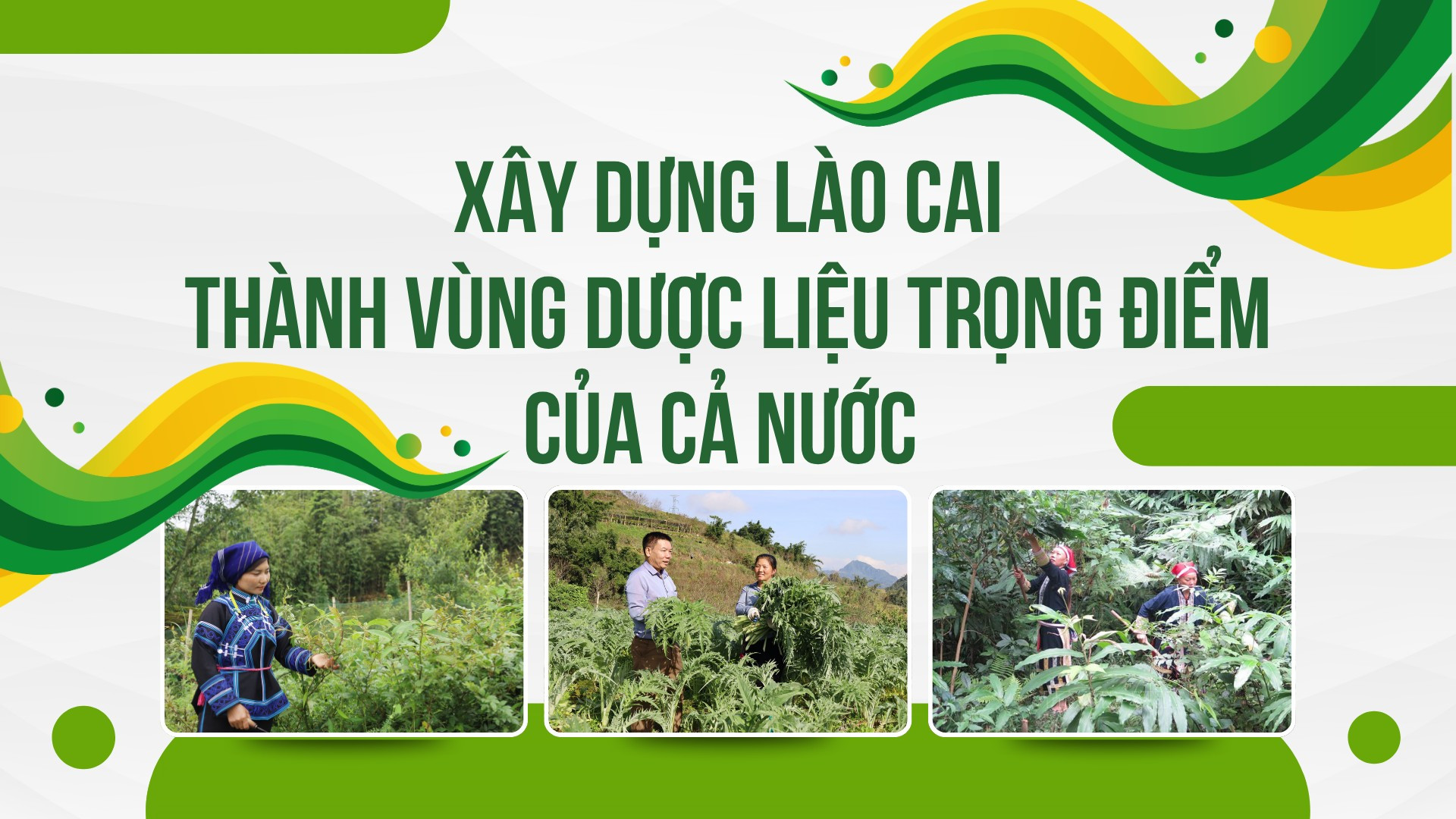 Xây dựng Lào Cai thành vùng dược liệu trọng điểm của cả nước