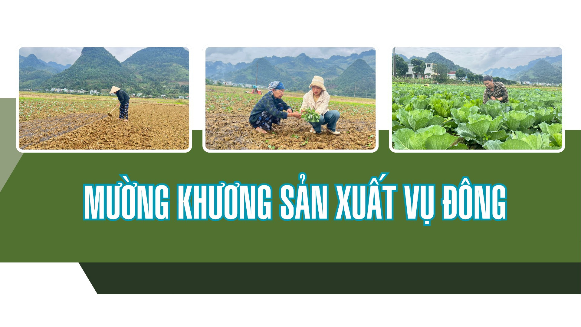 Mường Khương sản xuất vụ đông