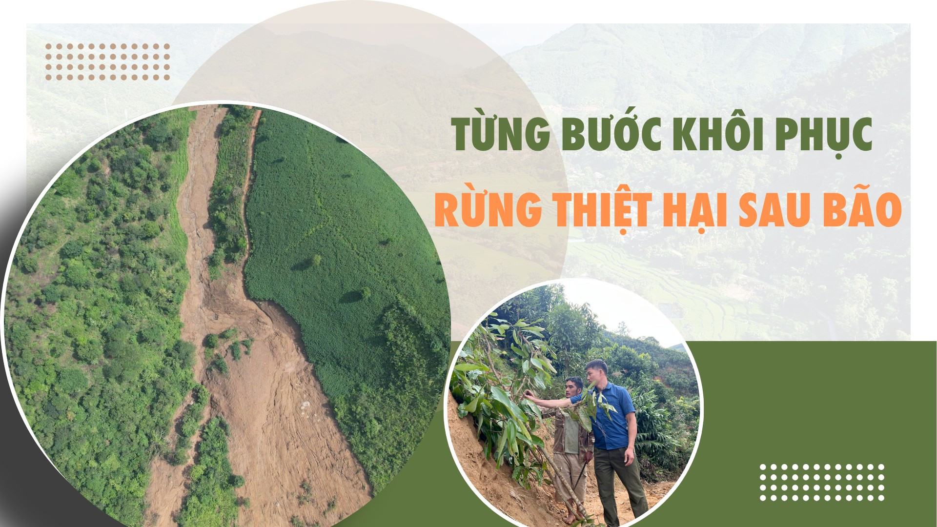 Từng bước khôi phục rừng thiệt hại sau bão