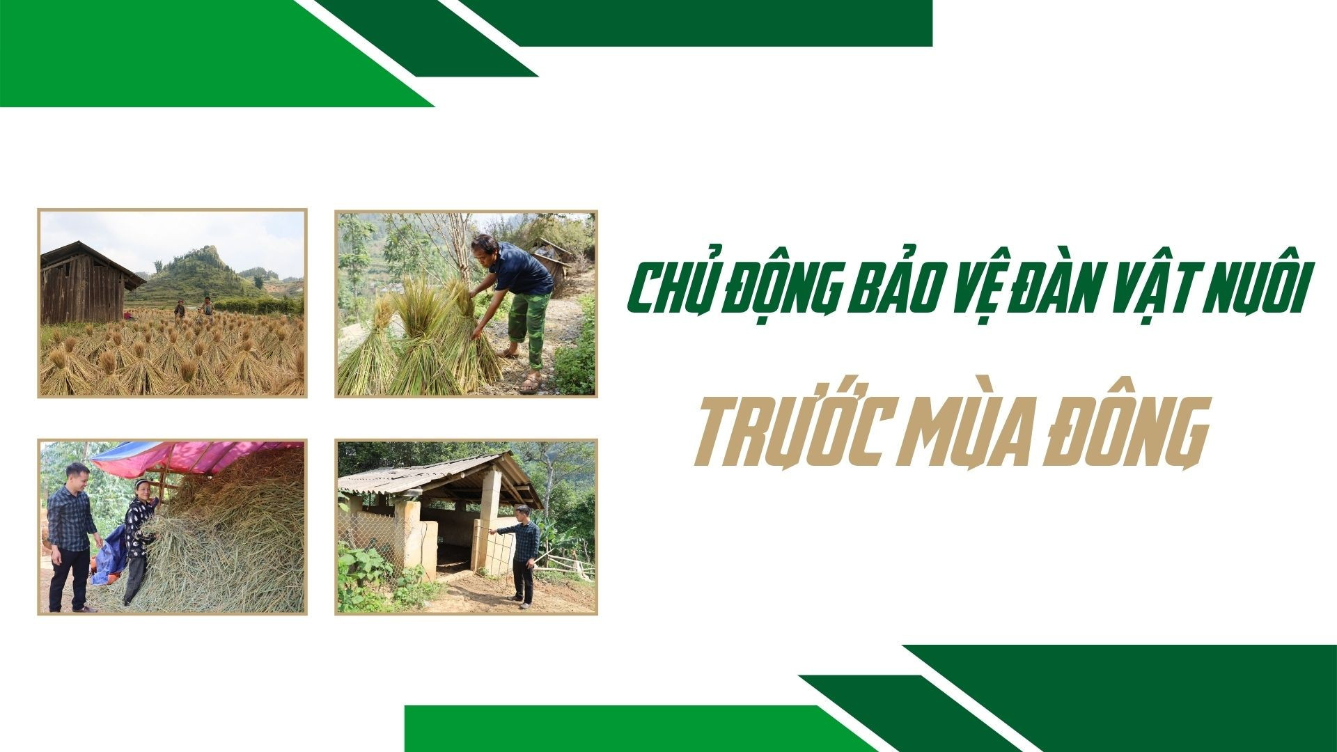 Chủ động bảo vệ đàn vật nuôi trước mùa Đông