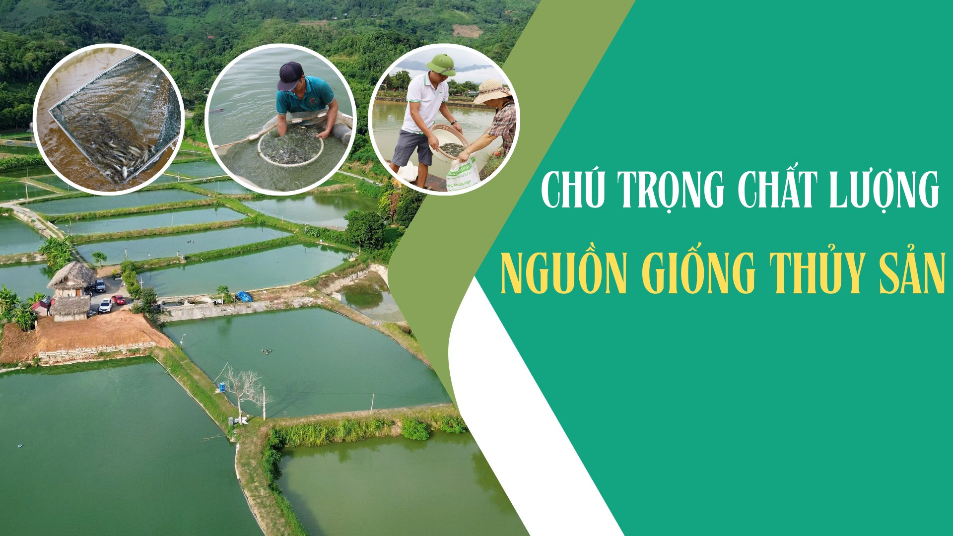 Chú trọng chất lượng nguồn giống thủy sản