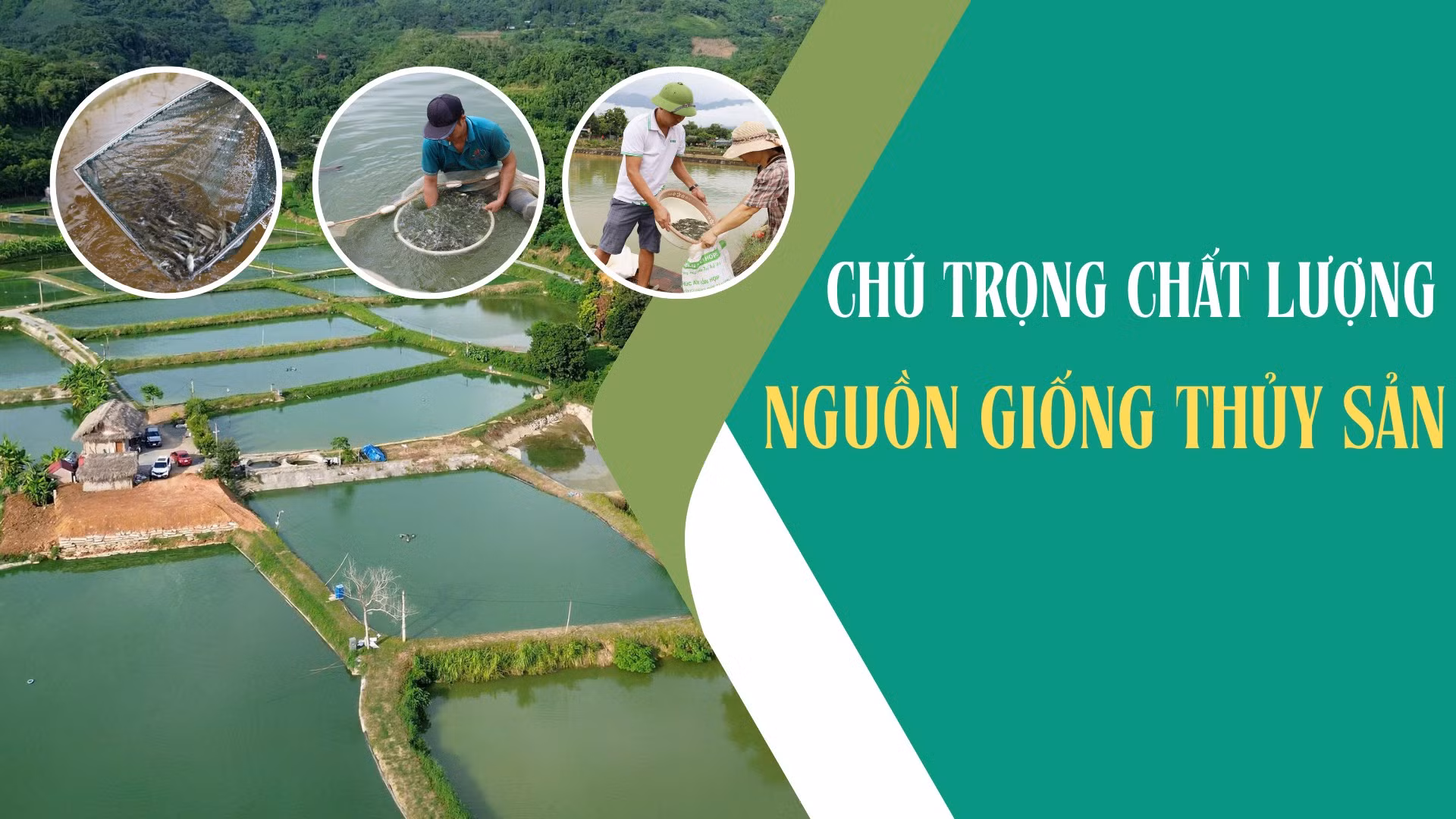 Chú trọng chất lượng nguồn giống thủy sản