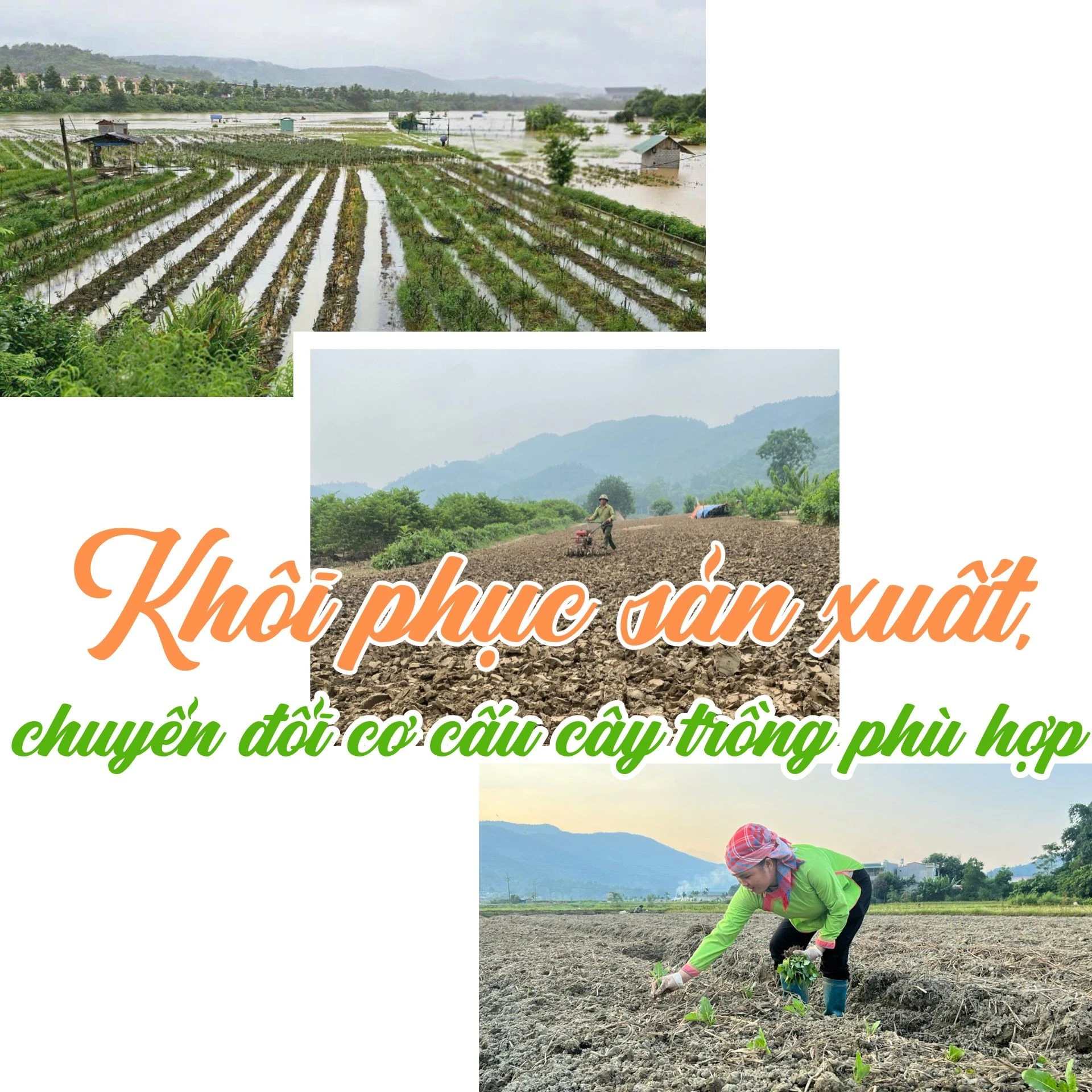 Khôi phục sản xuất, chuyển đổi cơ cấu cây trồng phù hợp