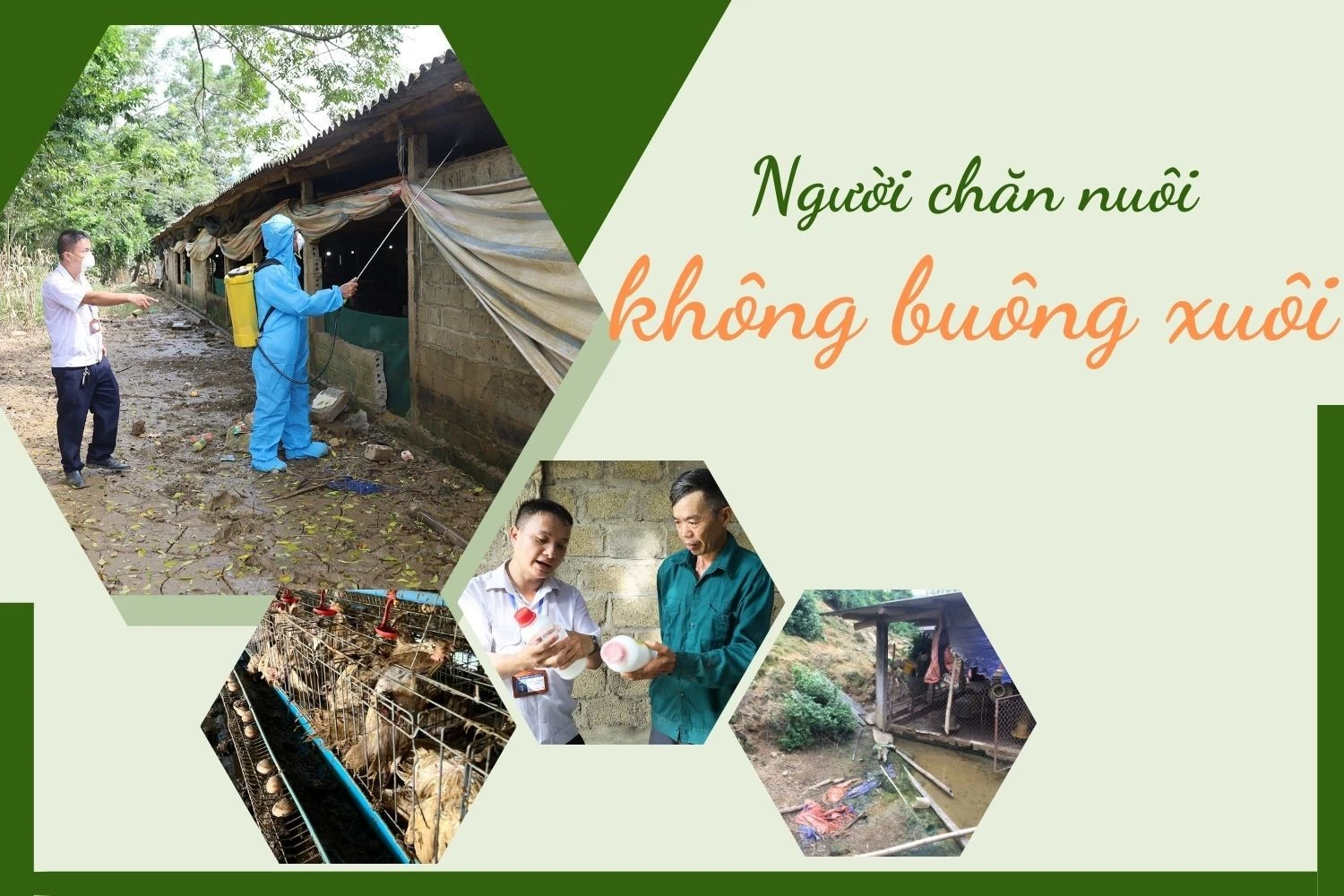 Người chăn nuôi không buông xuôi