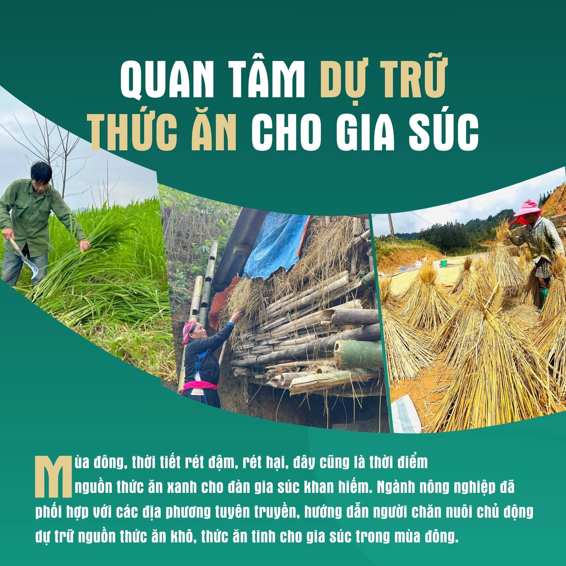 Quan tâm dự trữ thức ăn cho gia súc