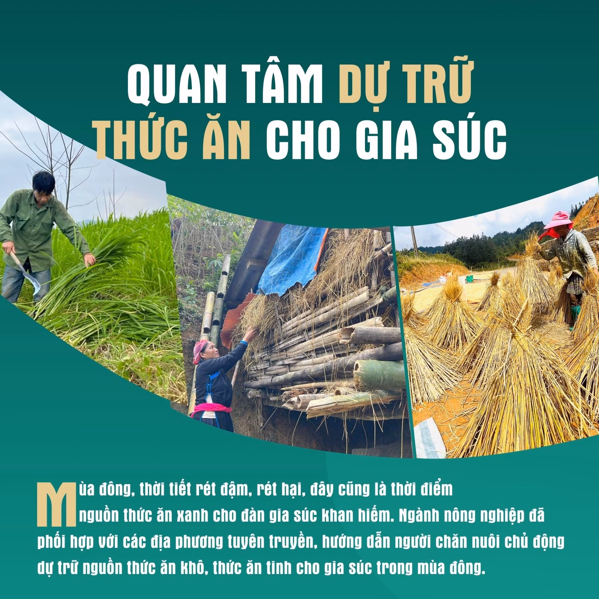 Quan tâm dự trữ thức ăn cho gia súc